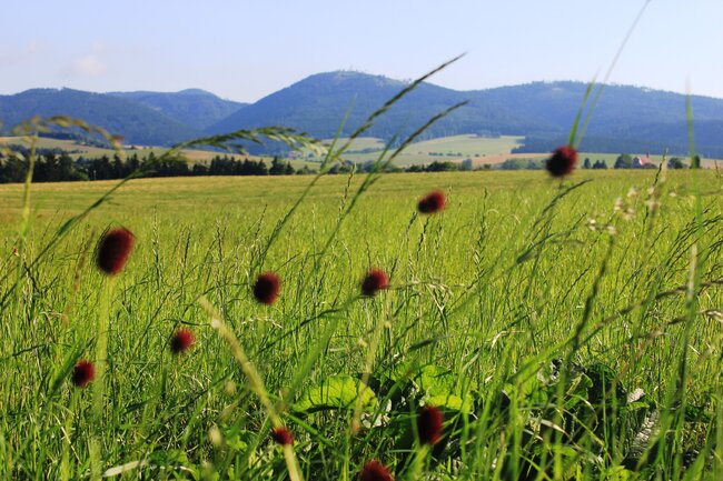 Strategická rada regionu Broumovsko